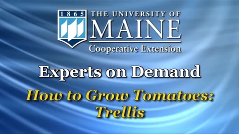 Thumbnail for entry How to Grow Tomatoes: Trellis