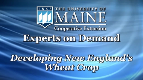 Thumbnail for entry Research About New England's Organic Wheat Crop