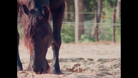 Thumbnail for Paard-en-meisje