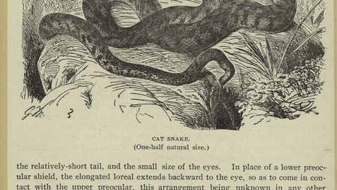 Thumbnail for Cat snake.