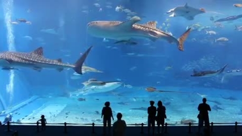Thumbnail for Sea_Life2 - Quiz