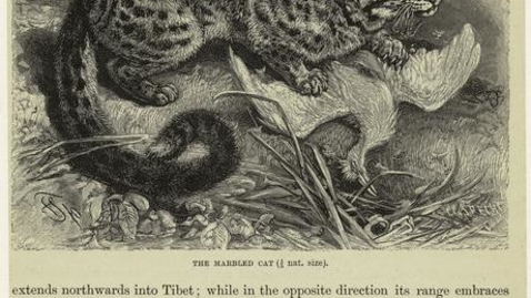 Thumbnail for The marbled cat.
