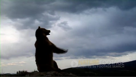 Thumbnail for Nature and wildelife Stock Footage