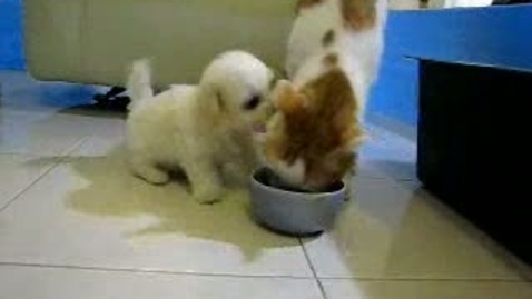Thumbnail for Puppy Versus Cat
