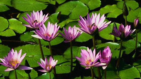 Thumbnail for Example: Water lilies