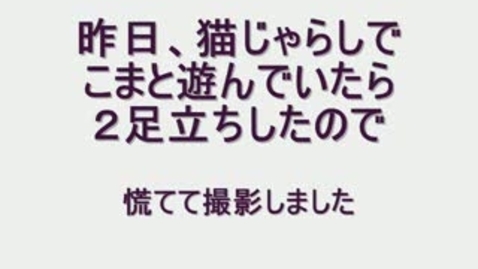 Thumbnail for Cat in the Boots of Shrek