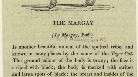 Thumbnail for The margay.