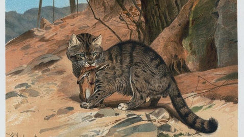 Thumbnail for Example: Wild Cat.