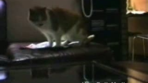 Thumbnail for Talking Cats