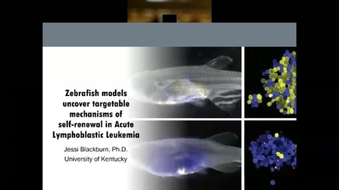 Thumbnail for entry Zebrafish models uncover targetable mechanisms of T-cell  Acute Lymphoblastic Leukemia self-renewal