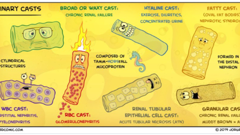 Thumbnail for 2/6/23 Topics in Medicine and Surgery - AKI - Presented by Cheryl Elinsky PA-C