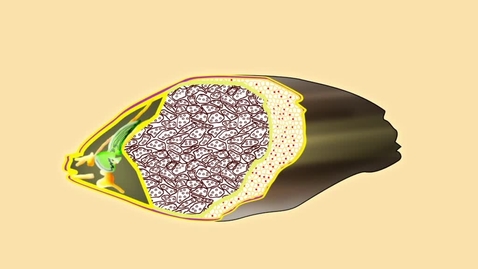 Thumbnail for Barley germination