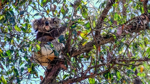 Thumbnail for entry Tracking Ballarat's koalas