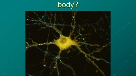 Thumbnail for Module 09.1 What controls my body