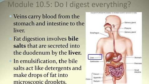 Thumbnail for Module 10.5 What happens to the food I eat