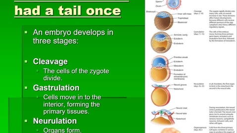 Thumbnail for entry Module 07.2 How do Organisms Produce Offspring