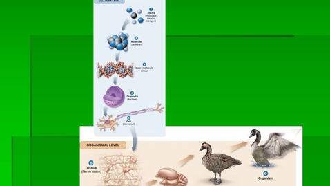 Thumbnail for entry Module 07.1 How do Organisms Produce Offspring