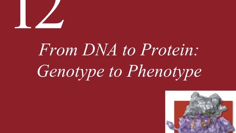 Thumbnail for entry Ch 12. From DNA to Protein (1)