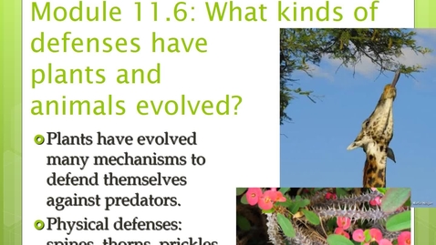 Thumbnail for Module 11.6 How do organisms interact