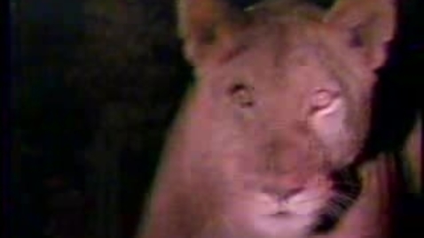 Thumbnail for InSearchOfHumanOrigin02-245