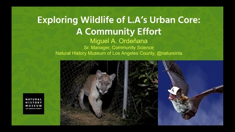 Thumbnail for Diverse Stories in STEM with Miguel Ordeñana: Exploring Wildlife of LA's Urban Core: A Community Effort