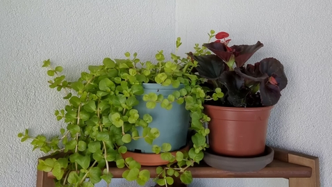Miniatura para Plantas: Examen