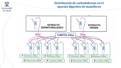 Miniatura para Distribución de carbohidrasas en el tubo digestivo de mamíferos