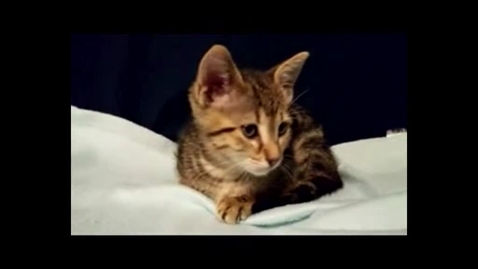 Miniatura para Video gato