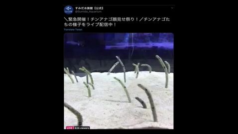 Thumbnail for Smooth eels
