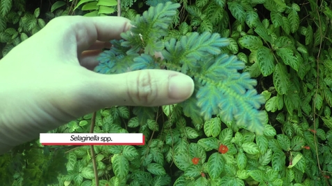 Thumbnail for entry A Learning Journey – Ground Covers and Ferns - Quiz