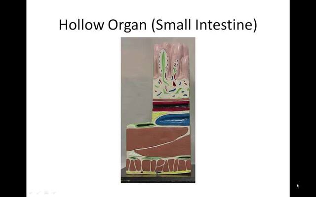 121_Wk_1_Organ_Structure