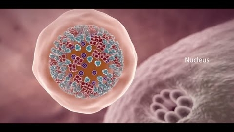 Thumbnail for COVID-19 Animation: What Happens If You Get Coronavirus?