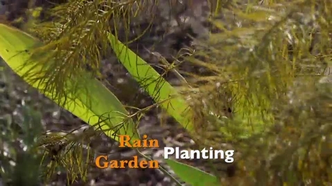 Thumbnail for entry Rain Garden Planting