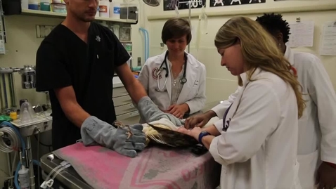 Thumbnail for WATCH:  President Hargis Releases A Barn Owl