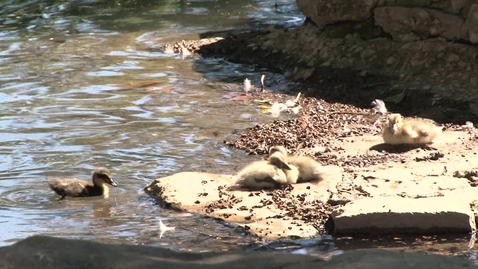 Thumbnail for entry Ducklings at Theta Pond