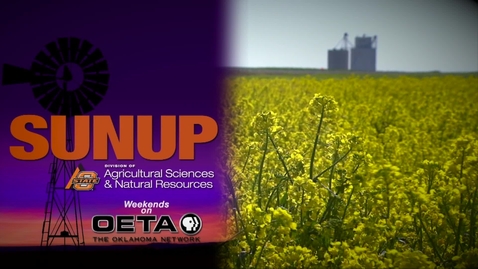 Thumbnail for entry SUNUP: Ready to Plant Winter Canola?