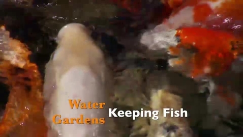 Thumbnail for entry Water Gardens Keeping Fish