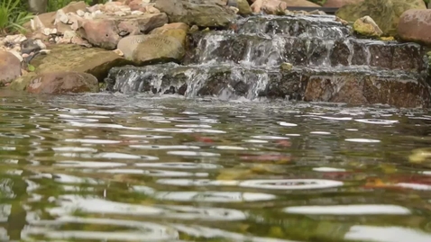 Thumbnail for DOCUMENTARY:  Bye, Bye, Honey