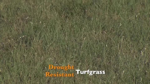 Thumbnail for entry Oklahoma Gardening: Drought Resistant Turfgrass