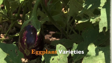 Thumbnail for entry Oklahoma Gardening: Eggplant Varieties