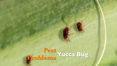 Thumbnail for entry Pest Problems: Yucca Bug
