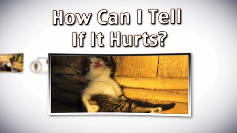 Thumbnail for entry Detecting Pain in Your Pet