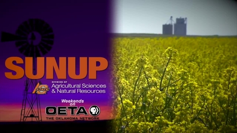 Thumbnail for entry ICYMI: SUNUP Learns why an OSU Football Standout Chose Agribusiness
