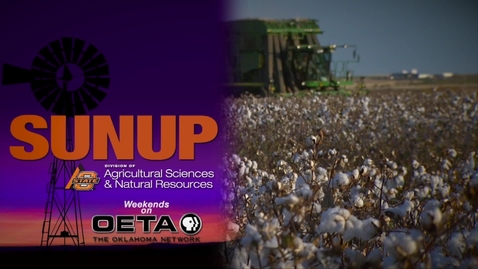 Thumbnail for entry SUNUP: Future of Cotton Varieties