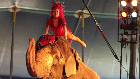 Thumbnail for Enterprising Elephants, and Other Circus Customs