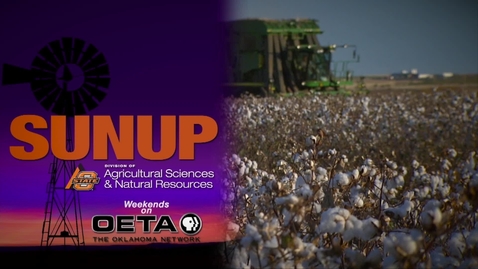 Thumbnail for SUNUP: Canola update &amp; 2017 tour information