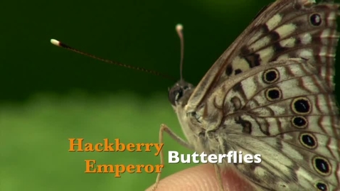 Thumbnail for entry Oklahoma Gardening: Hackberry Emperor Butterflies