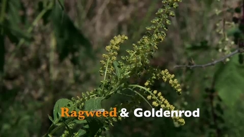 Thumbnail for entry Oklahoma Gardening: Ragweed &amp; Goldenrod