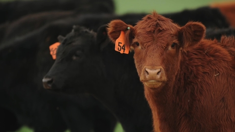 Thumbnail for Research into COVID-19's impact on the cattle industry