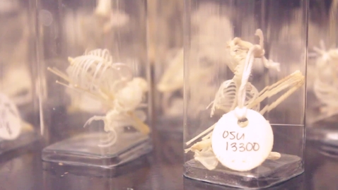 Thumbnail for Ashley Graupman - Niblack Research Scholars 2013-14